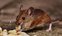 Vole Control